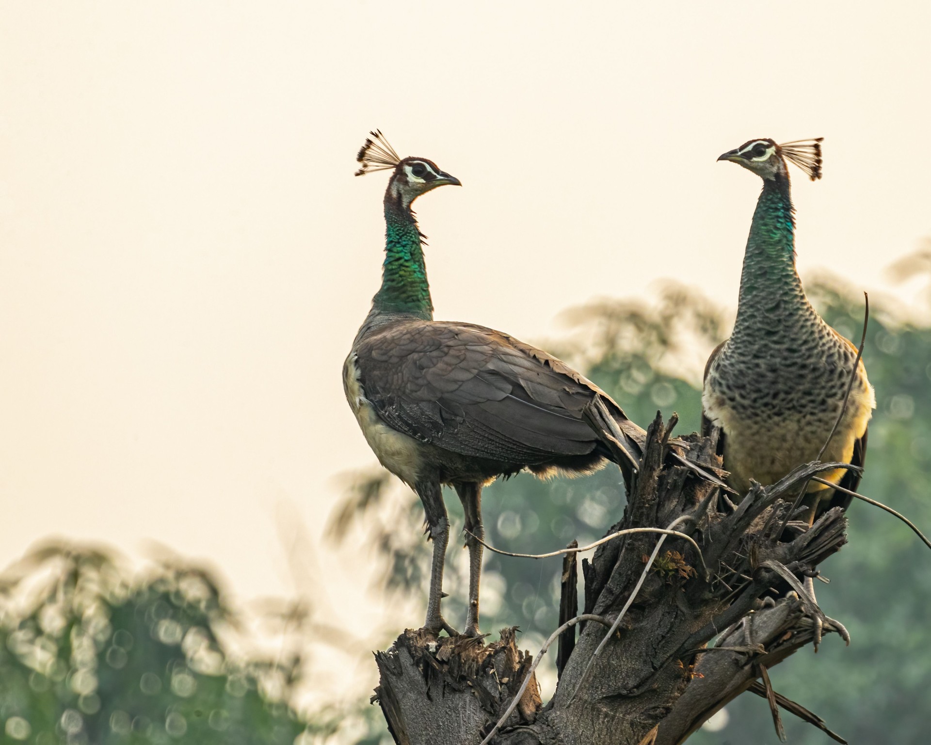 Munnar birds|nature walk munnar|top nature resorts munnar